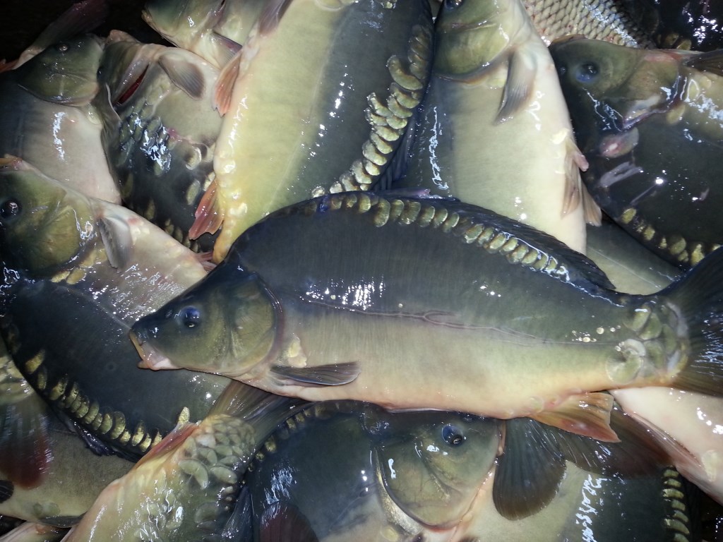 Gospodarstwo Rybne / Fish farm Król